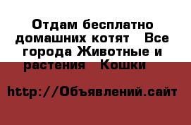 Отдам бесплатно домашних котят - Все города Животные и растения » Кошки   